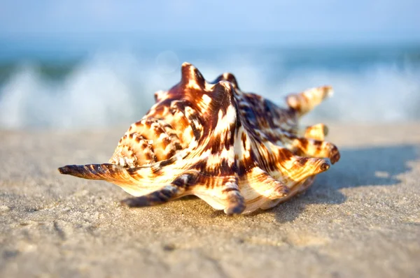 Pláž koncept. mořské mušle s oceánem v pozadí. — Stock fotografie