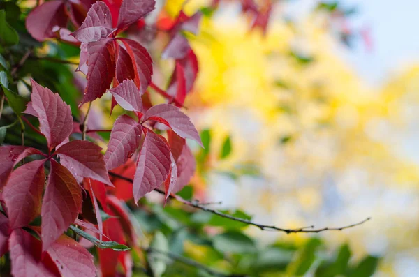 Bunte Herbstblätter — Stockfoto