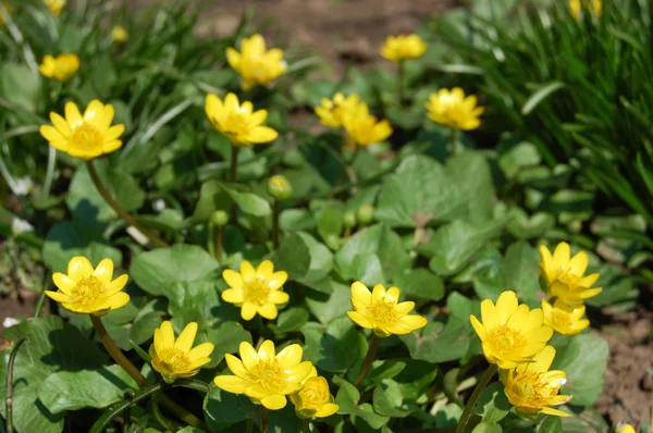 stock image Spring yellow flowers on green meadow