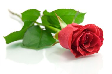 Red rose on the white clipart