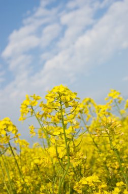 Yellow flowers on spring field clipart