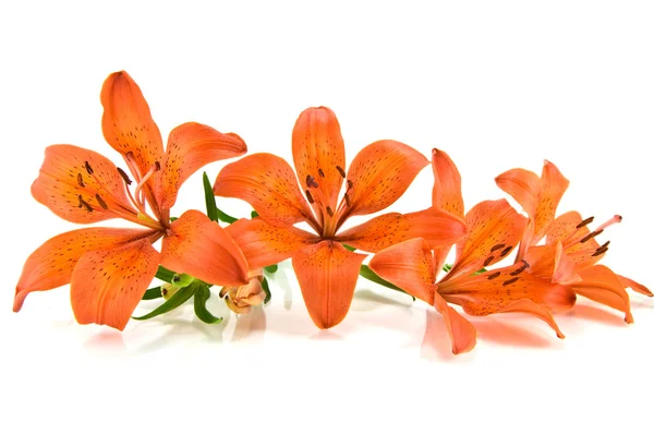 Оранжевый лилии изолированы на белом фоне — стоковое фото