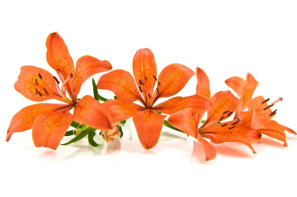 Lirio naranja aislado sobre fondo blanco — Foto de Stock