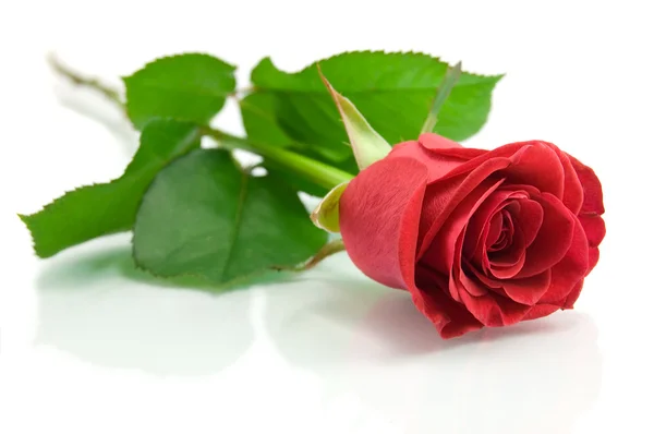 Червона троянда на білому Стокова Картинка