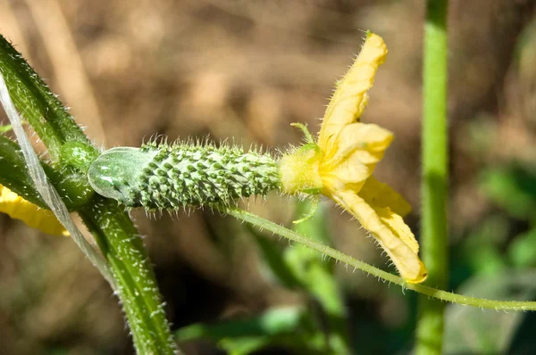 Cetriolo e il suo fiore in un orto — Foto Stock