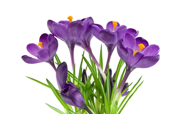白で隔離される美しい紫色の花 — ストック写真