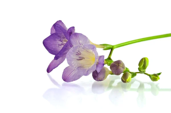 Hermosa flor violeta aislada en blanco —  Fotos de Stock