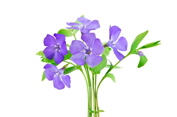 美丽的蓝色花朵与白色隔离 — 图库照片