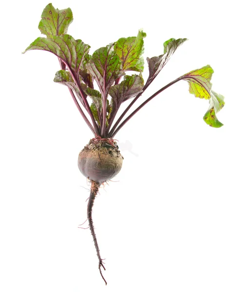 Beet with leaf on white background — Stock Photo, Image