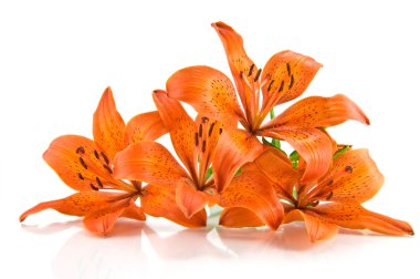 Orange lily isolated on white background clipart