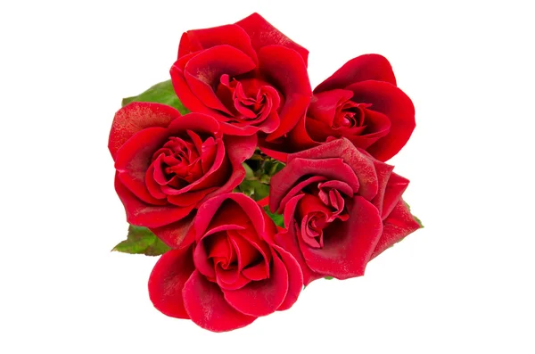 Rosas rojas en el blanco — Foto de Stock