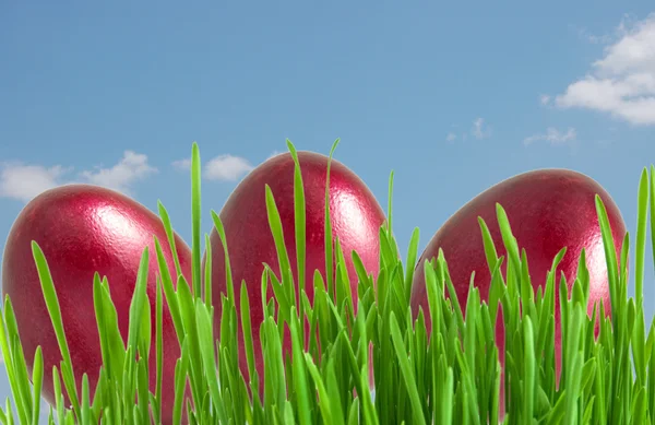 Red easter eggs in green grass under blue sky — Stock Photo, Image