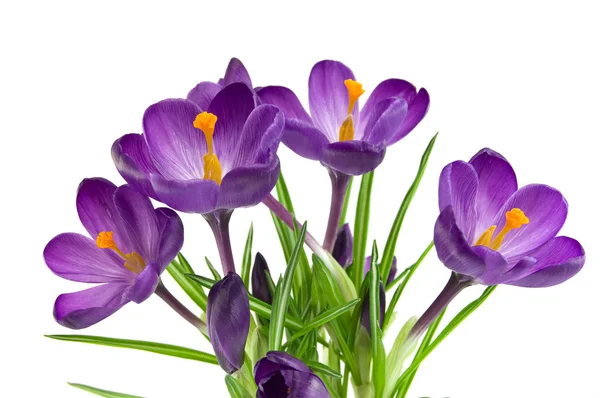 Bela flor violeta isolada no branco — Fotografia de Stock