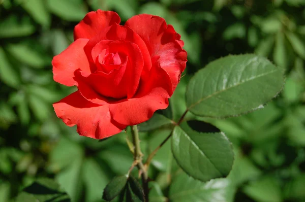 stock image Red Rose