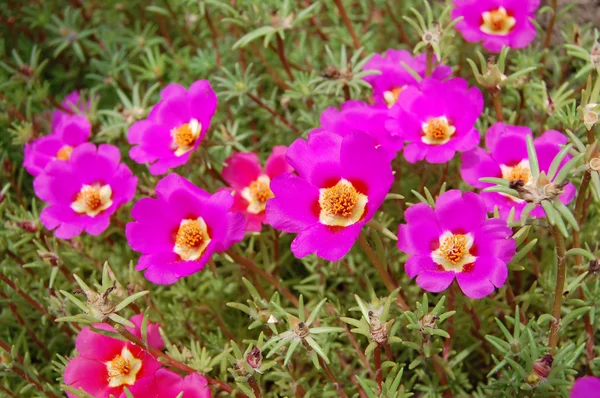 Hermosas flores púrpura campana — Foto de Stock