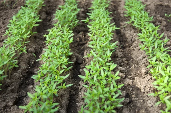 stock image Small sprouts of tomato