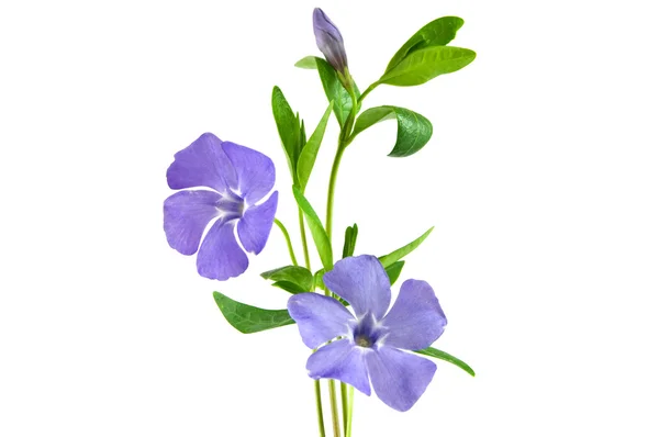 Hermosa flor azul aislada en blanco —  Fotos de Stock