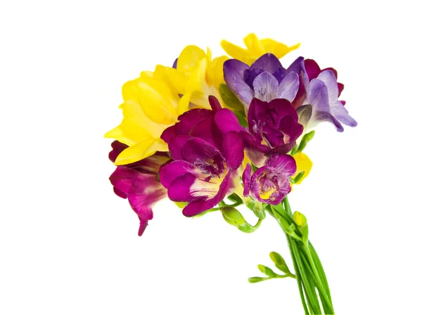 Gele en violet fresia op wit — Stockfoto
