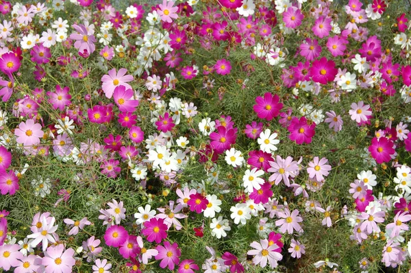 Hermosas flores de campana rosa — Foto de Stock