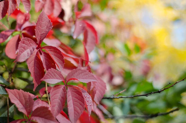 Bunte Herbstblätter — Stockfoto