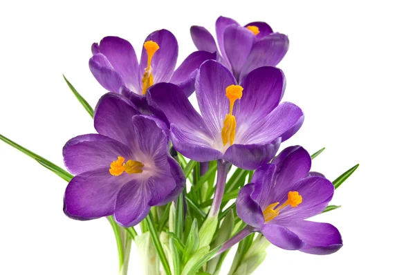 stock image Beautiful violet crocus isolated on white