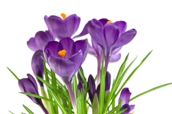 Belle fleur violette isolée sur blanc — Photo