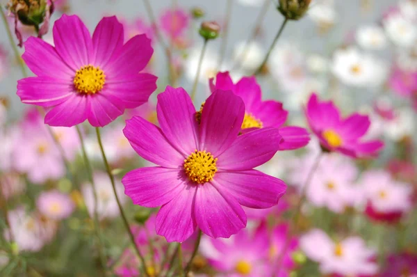 Beautiful pink bell flowers — Stock Photo, Image