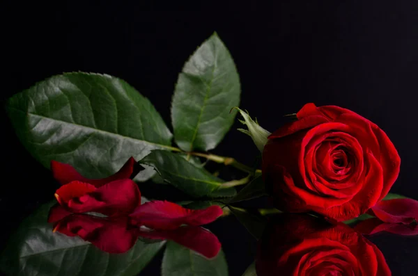 stock image Red rose