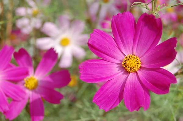 Schöne rosa Glockenblumen — Stockfoto