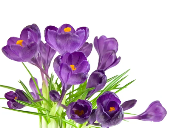 Prachtige Violette crocus geïsoleerd op wit — Stockfoto