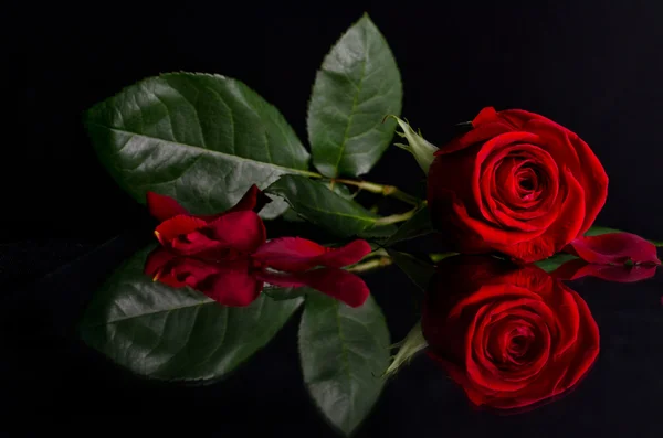 stock image Red rose