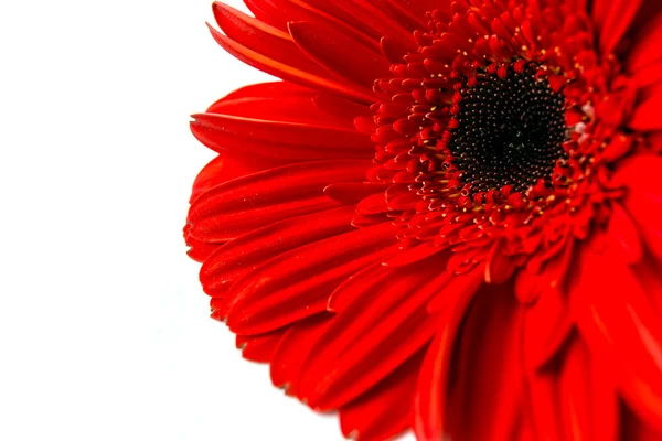 stock image Red gerbera