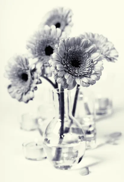 Flores de gerbera — Fotografia de Stock