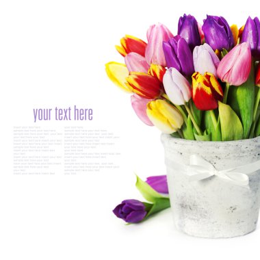 Fresh tulips clipart