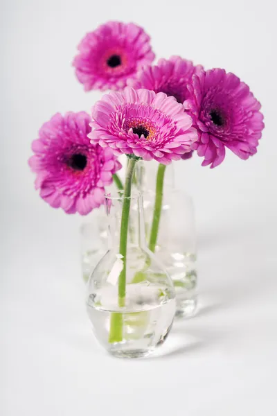 Gerbera çiçekleri — Stok fotoğraf