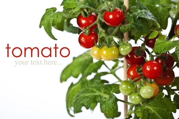 Dojrzałe pomidory ogród — Zdjęcie stockowe