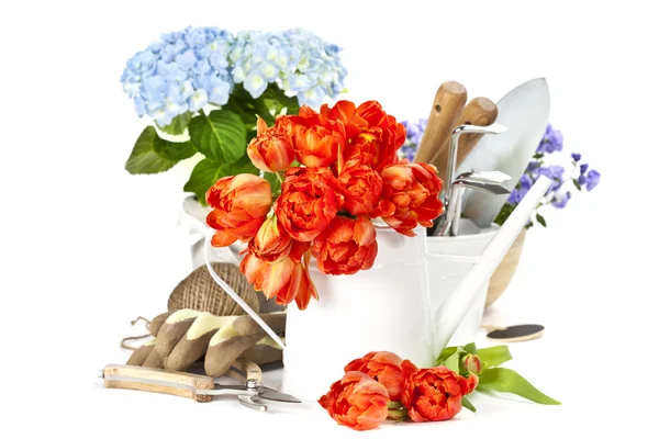 Frühlingsblumen und Gartengeräte — Stockfoto