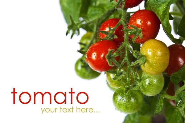 Dojrzałe pomidory ogród — Zdjęcie stockowe