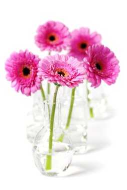 gerbera çiçekleri