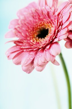 gerbera çiçek