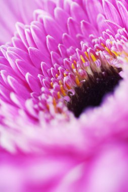 gerbera çiçek