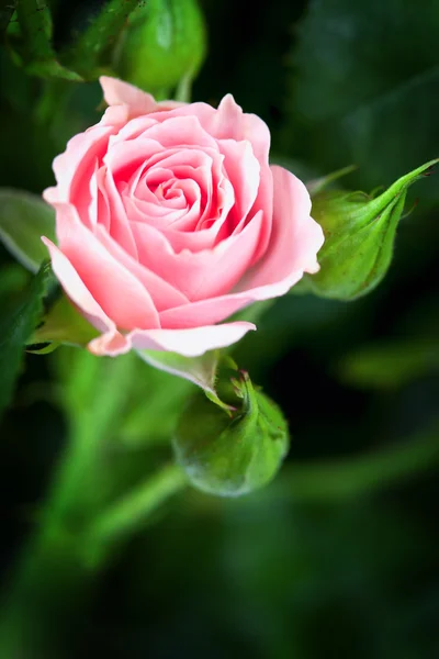 stock image Beautiful pink rose