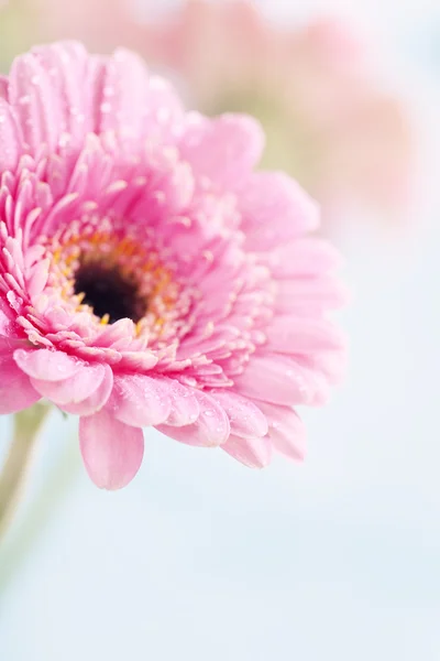 stock image Gerbera flowers