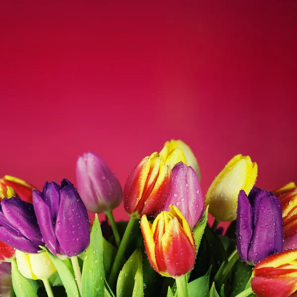 Tulipany wiosenne — Zdjęcie stockowe