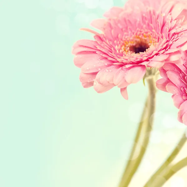 Gerbera blommor — Stockfoto