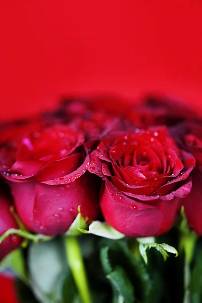 Czerwone róże — Zdjęcie stockowe