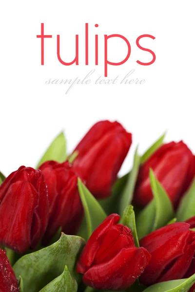 Tulipani rossi — Foto Stock