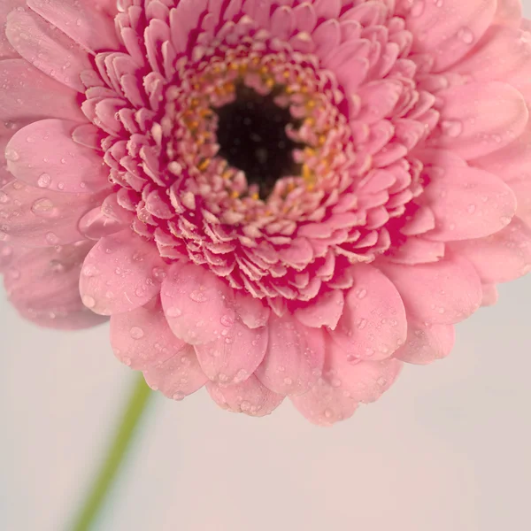 거 베라 꽃 — 스톡 사진
