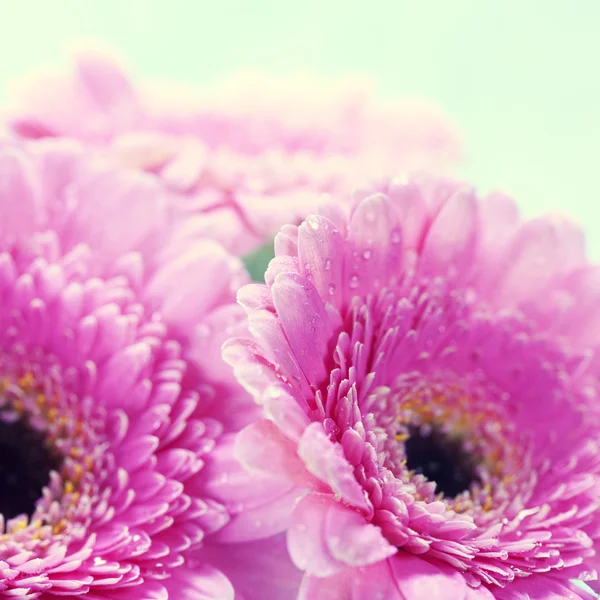 Flores de Gerberas — Foto de Stock