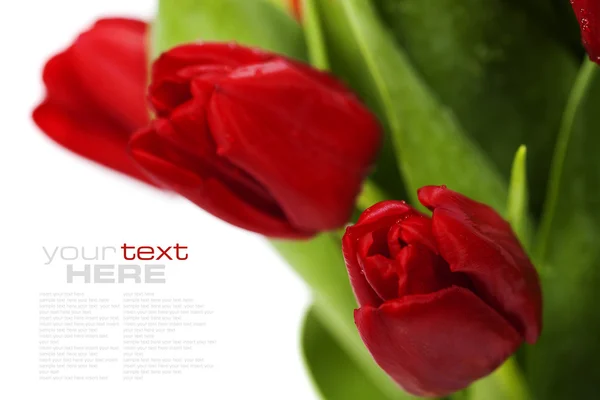 Rote Tulpen — Stockfoto